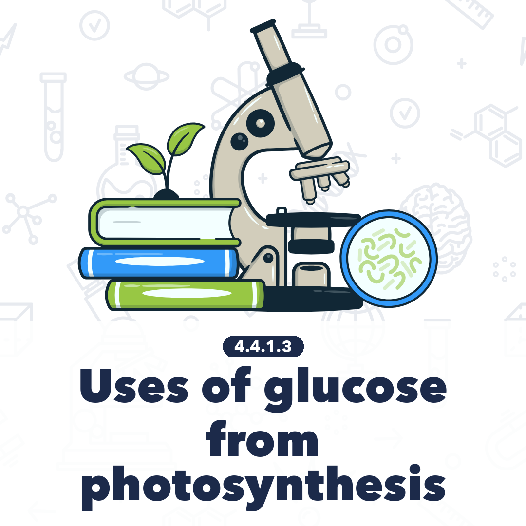 4413 Uses Of Glucose From Photosynthesis