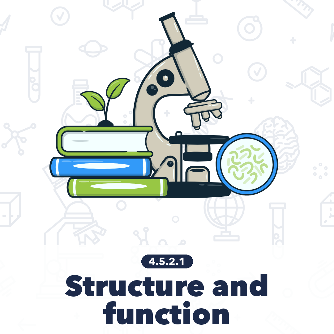 4521 Structure And Function