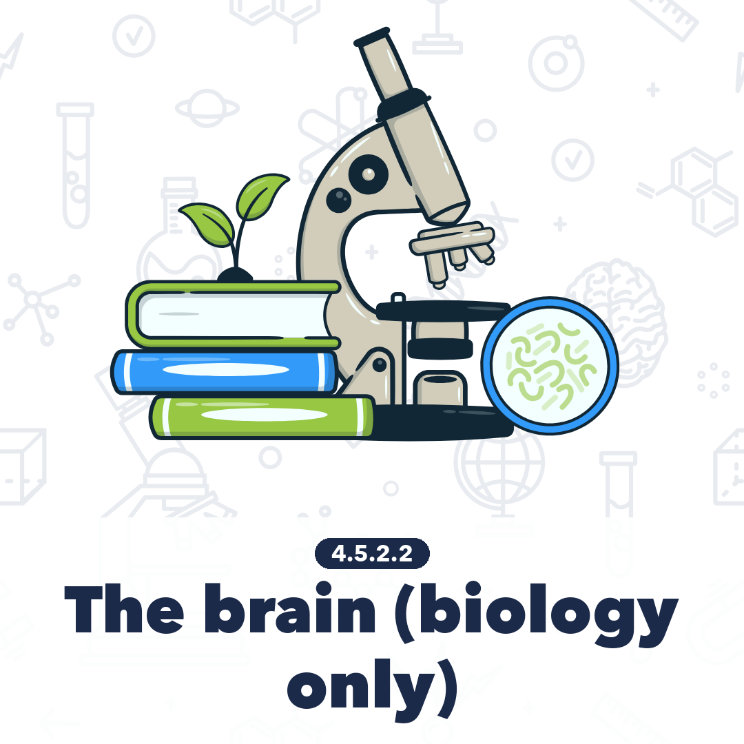 4522 The Brain Biology Only