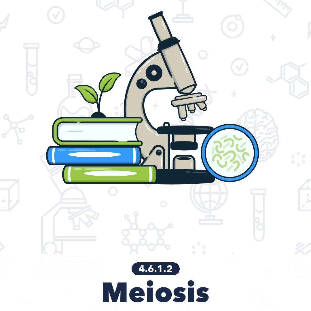 4612 Meiosis