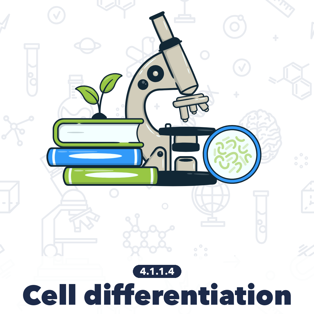 4114 Cell Differentiation