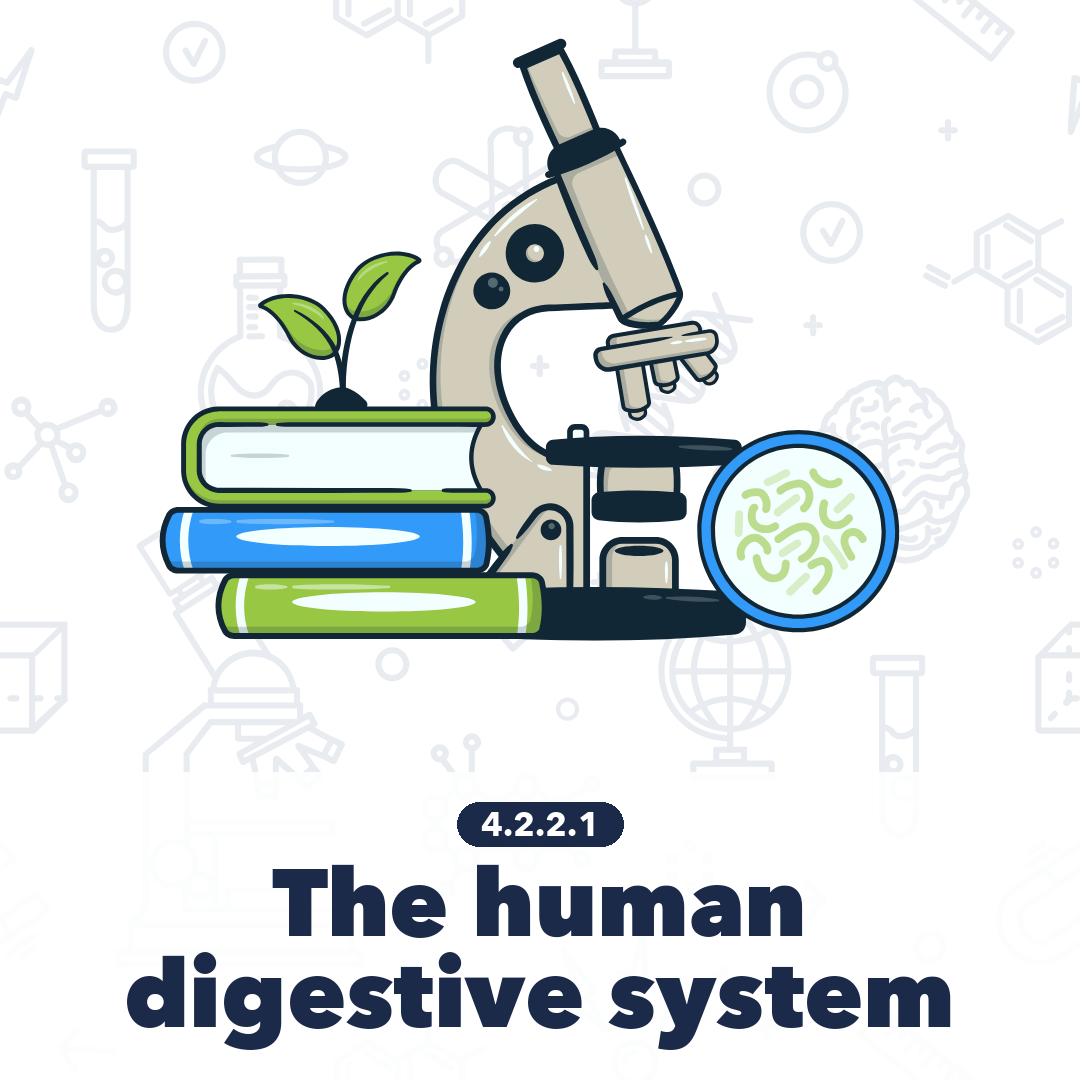 4221 The Human Digestive System