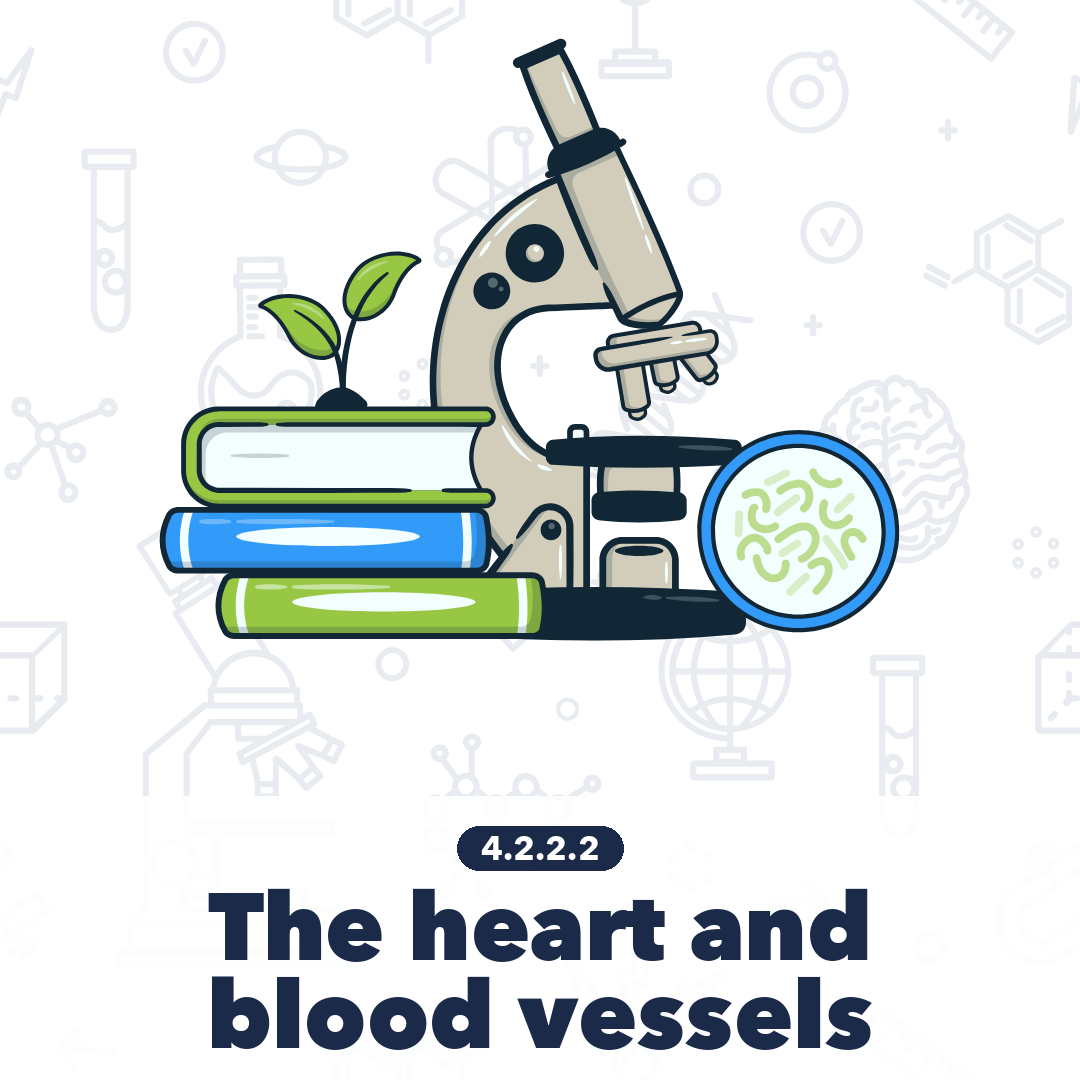 4222 The Heart And Blood Vessels