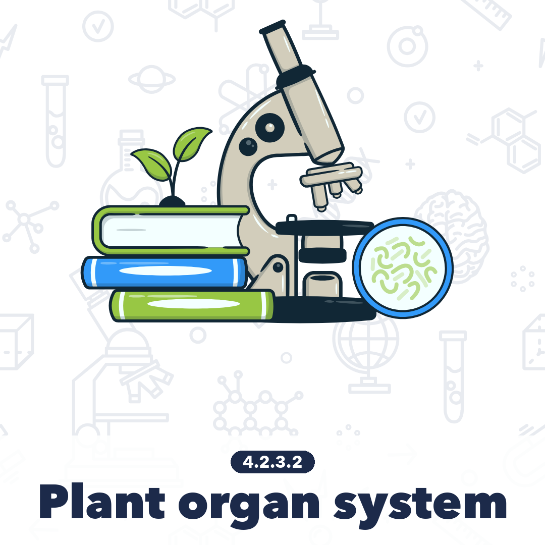 4232 Plant Organ System