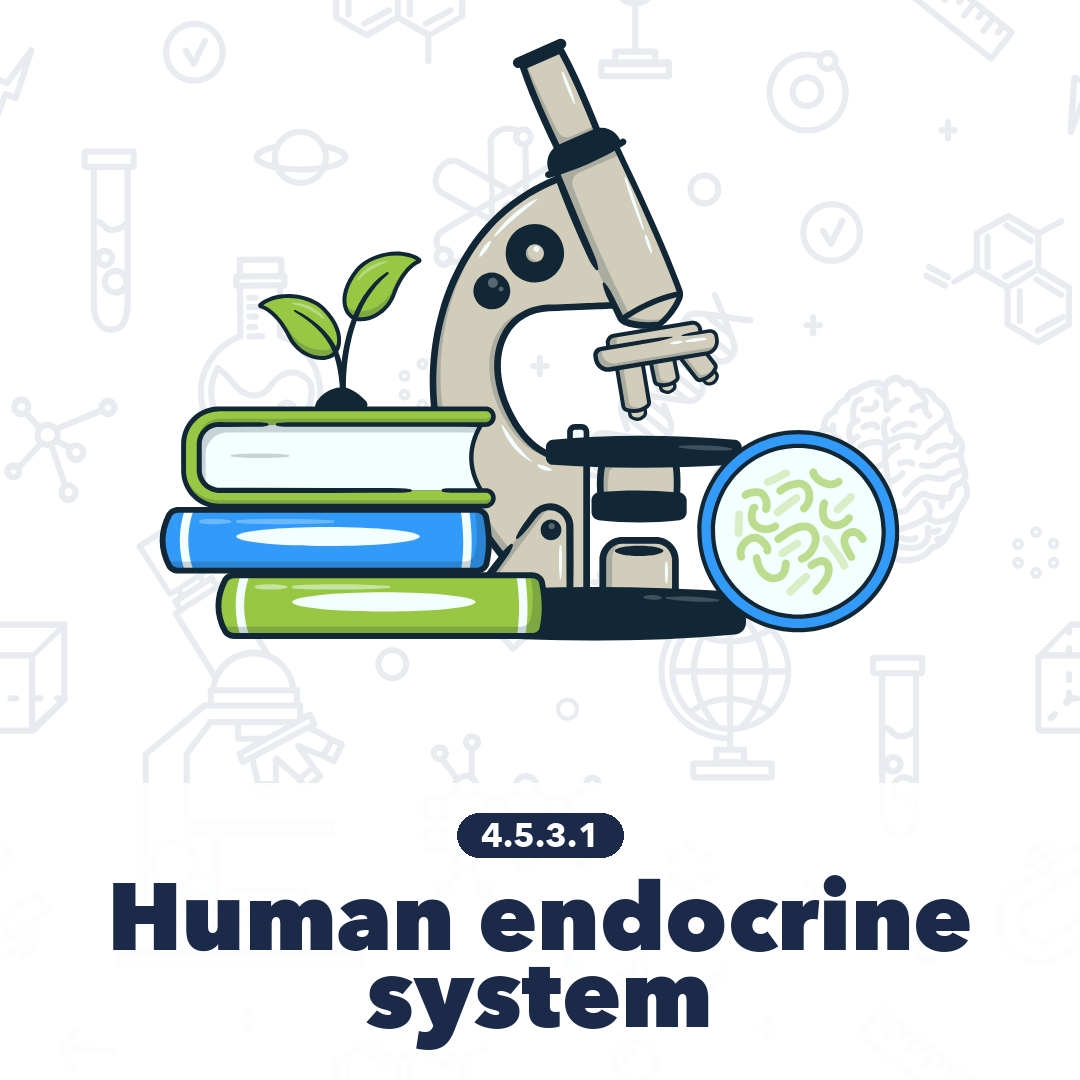 4531 Human Endocrine System