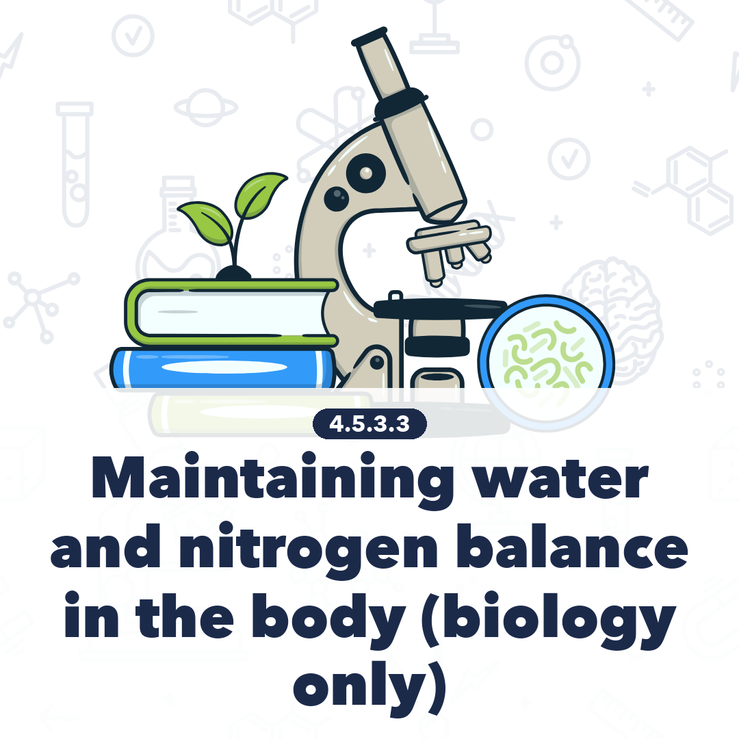 4533 Maintaining Water And Nitrogen Balance In The Body Biology Only