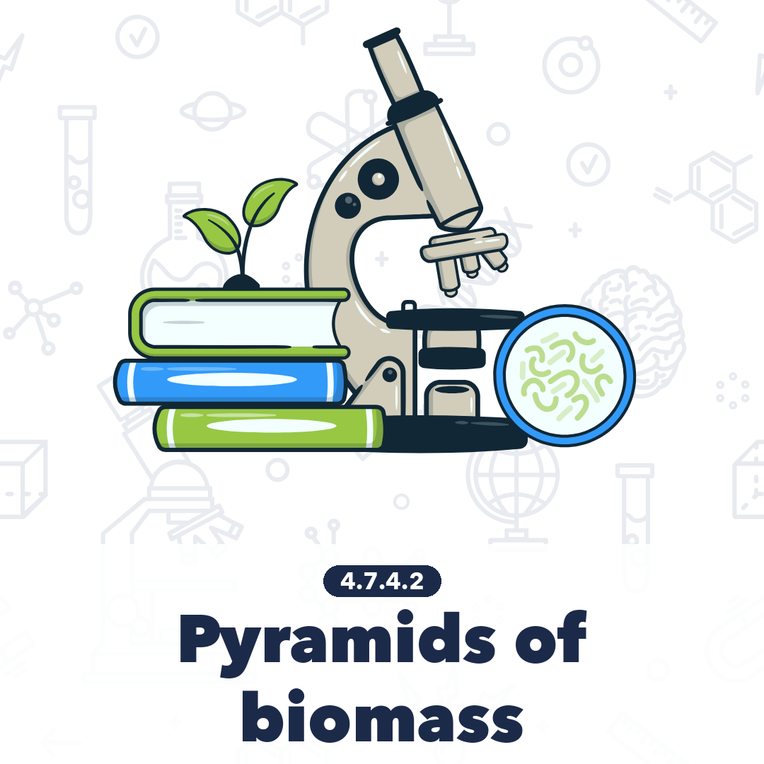 4742 Pyramids Of Biomass